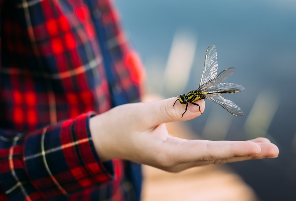 Can a person have a dragonfly as a pet?