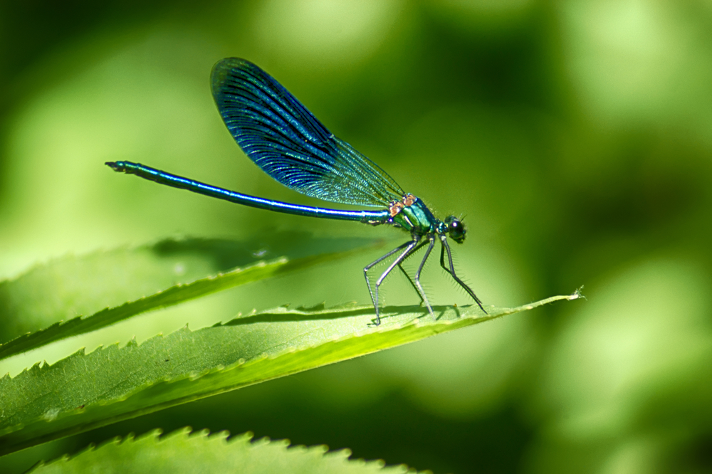 How long have dragonflies been in existence