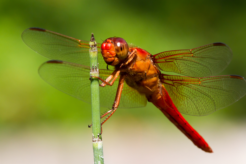 How many different types of dragonflies are there