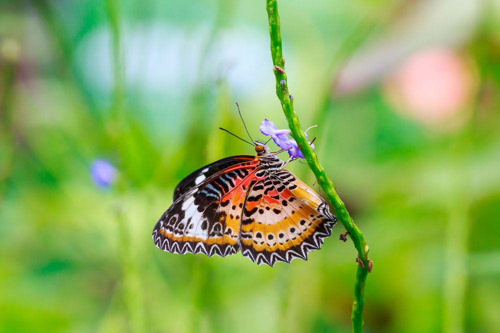 Red Lacewing (Cethosia bilbis)