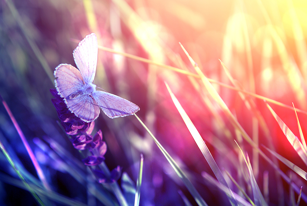 What does it mean when I dream about a purple butterfly?