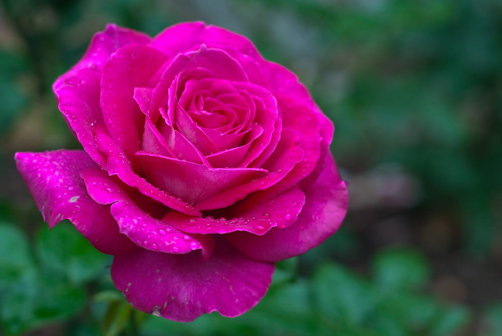 Roses of a darker pink hue